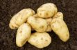 Picture of Dp007 2kg Sharpes Express First Early
