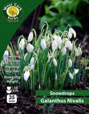 Picture of Snowdrops Galanthus Nivalis 35 Bulbs 4-5