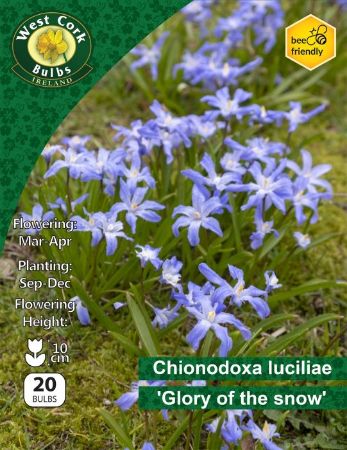 Picture of Chionodoxa Lucilae 20 Bulbs "Glory Of The Snow" 