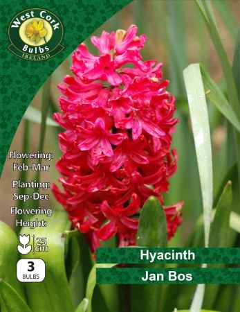 Picture of Hyacinths "Jan Bos" 3 Bulbs 15-16