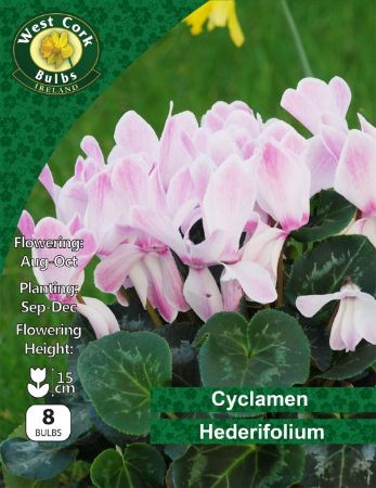 Picture of Cyclamen Hederifolium 8 Bulbs Pack