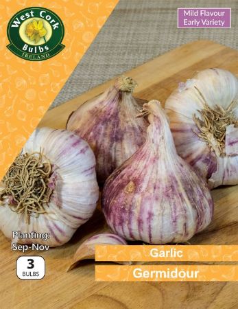 Picture of Garlic Germidour 3 Bulbs Prepack