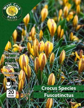 Picture of Crocus Chrysanthus Fuscotinctus 20 Bulbs