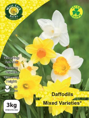 Picture of 3kg Daffodils In Mixed Varieties 12-14