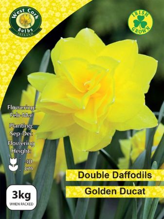 Picture of 3kg Golden Ducat Daffodils 12-14
