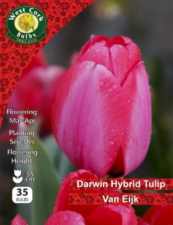 Picture of Darwin Hybrid Tulip "Van Eijk" 35 Bulbs 11-12