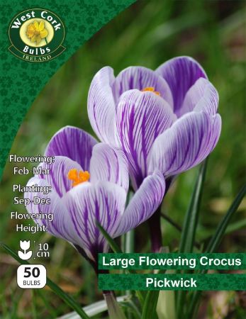 Picture of Large Flowering Crocus "Pickwick" 50 Bulbs 7-8