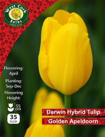 Picture of Darwin Hybrid Tulip Golden Apeldoorn 35 Bulbs