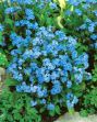 Picture of Unwins Forget Me Not Blue Cloud