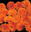 Picture of Unwins Calendula Needles & Pins