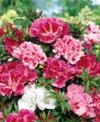 Picture of Unwins Seeds Godetia Azalea