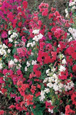 Picture of Unwins Clarkia Double Mixed Flower