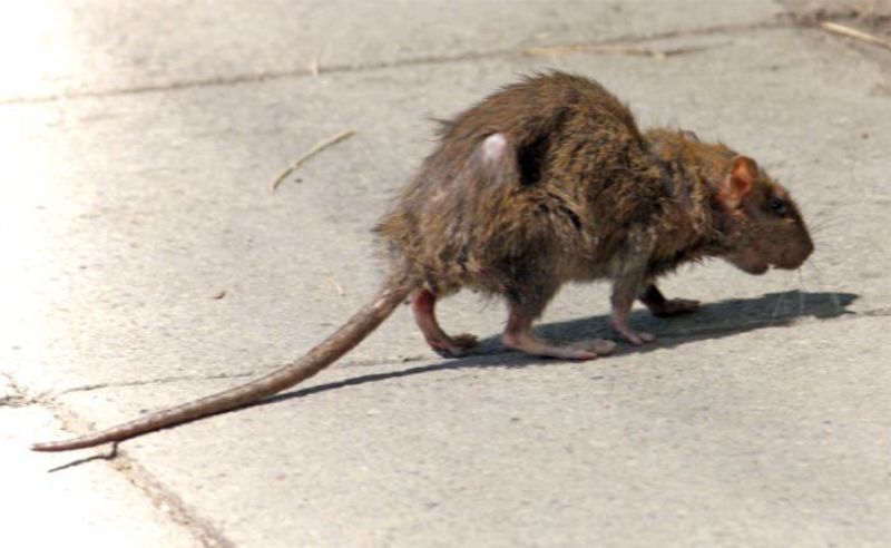 Picture for category Vermin & Pest Protection