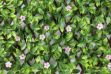 Picture of Wonderwall Japanease Cherry Trellis 100cm x 200cm