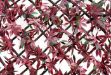 Picture of Wonderwall Red Acer Trellis 60cm x 180 cm