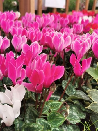 Picture of Mini Cyclamen 6 Packs (assorted)