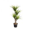 Picture of Dragon Tree - 105cm