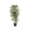 Picture of Weeping Fig Tree - 130cm