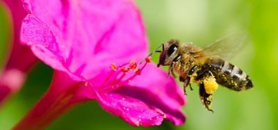 Attracting Bees to Your Garden