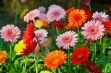 Picture of Gerbera 