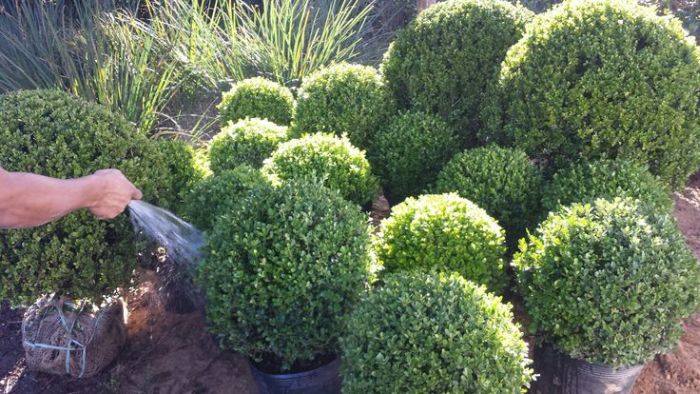 Picture of Buxus Sempervirens 50-60cm Pyr