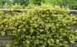 Picture of Lonicera Brownii 'Dropmore Scarlet' 2L
