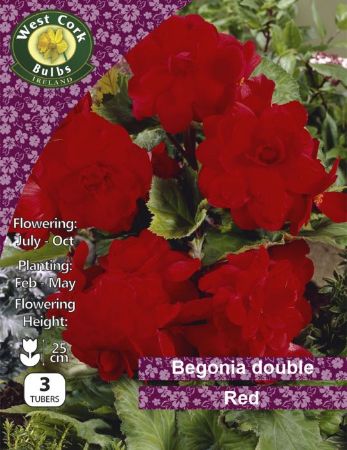 Picture of 3 X Begonia Double Red Prepack BDRPP