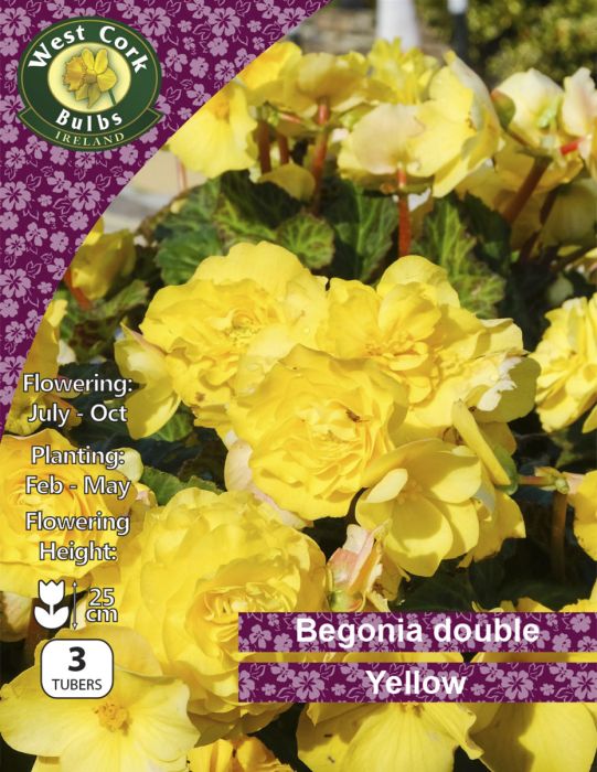 Picture of 3 X Begonia Double Yellow Prepack BDYPP
