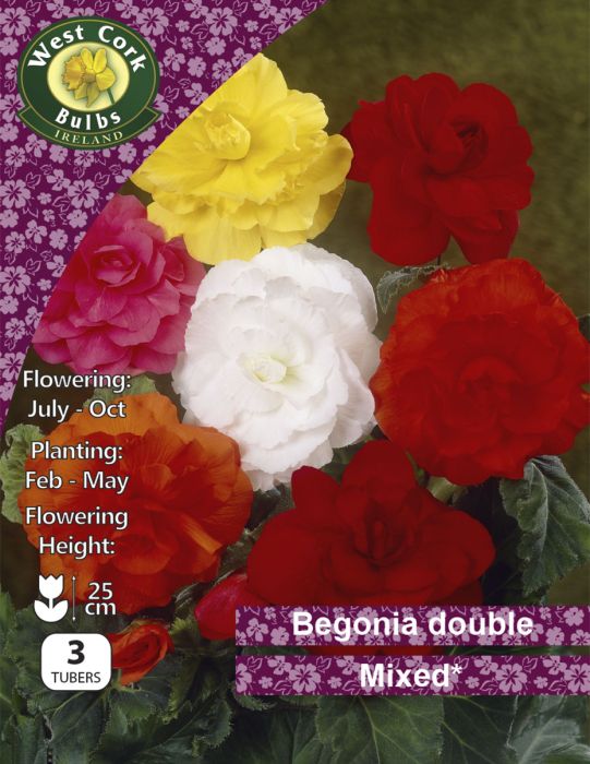 Picture of Begonia Double Mix Prepack BDMPP