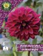 Picture of 1 X Dahlia Deco Arabian Night Prepack DANPP