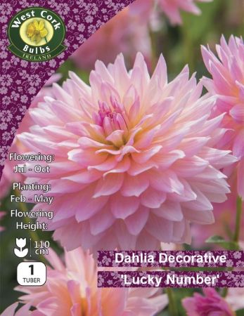 Picture of 1 X Dahlia Deco Lucky Number Prepack DLNPP