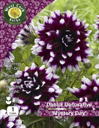 Picture of 1 X Dahlia Deco Mystery Day Prepack DMDPP