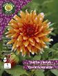 Picture of 1 X Dahlia Deco. Colour Spectacle P/P DCSPP