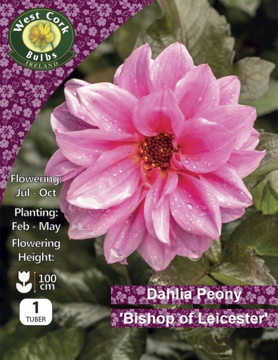 Picture of 1 X Dahlia Paeony Bishop Of Leicester DPBLPP