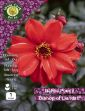 Picture of 1 X Dahlia Paeony Bishop Of Landaff DPBFPP