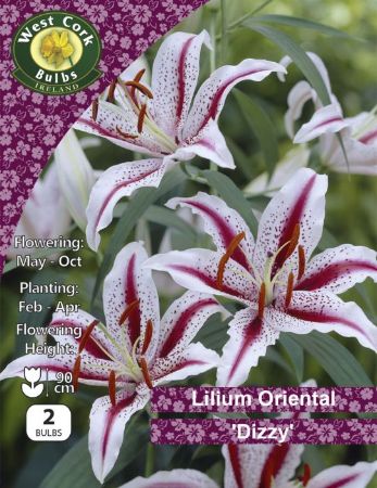Picture of 2 X Lilium Oriental Dizzy Prepack LDYPP