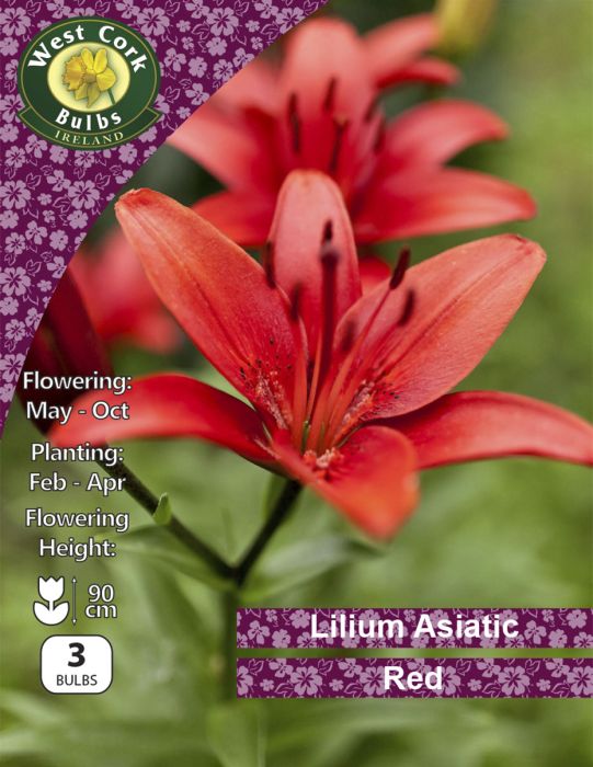 Picture of 2 X Lilium Asiatic Red Prepack LARPP