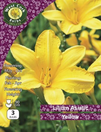 Picture of 2 X Lilium Asiatic Yellow Prepack LAYPP