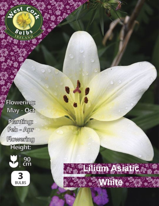 Picture of 2 X Lilium Asiatic White Prepack LAWPP