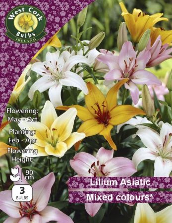 Picture of 2 X Lilium Asiatic Mixed Varities P/P LAMPP