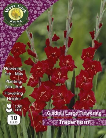 Picture of 10 X Gladioli Lge Flow. Tradehorn P/P GTNPP