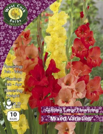 Picture of 10 X Gladioli Lge Flow Mixed Varieties GMIXPP