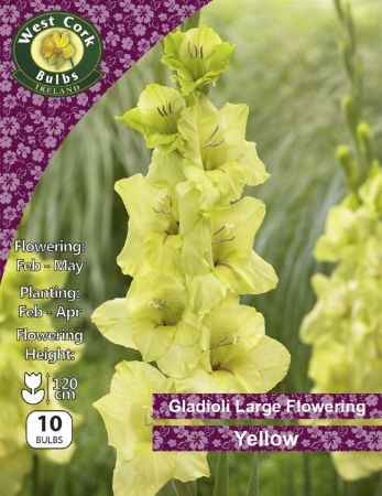 Picture of 10 X Gladioli Lge Flow Yellow Prepack GYWPP