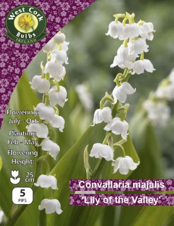 Picture of 1 X Convallaria Majalis Lily Of The Va CNVMPP