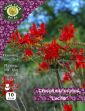 Picture of 10 X Crocosmia X Croc Lucifer Prepack CCLPP