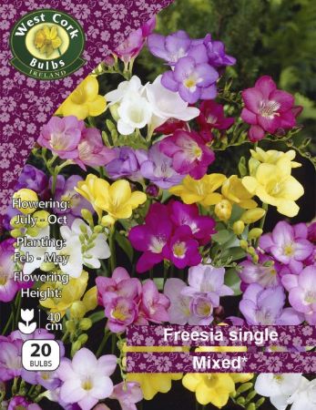 Picture of 10 X Freesia Single Flower Mixed Prepac FSMPP