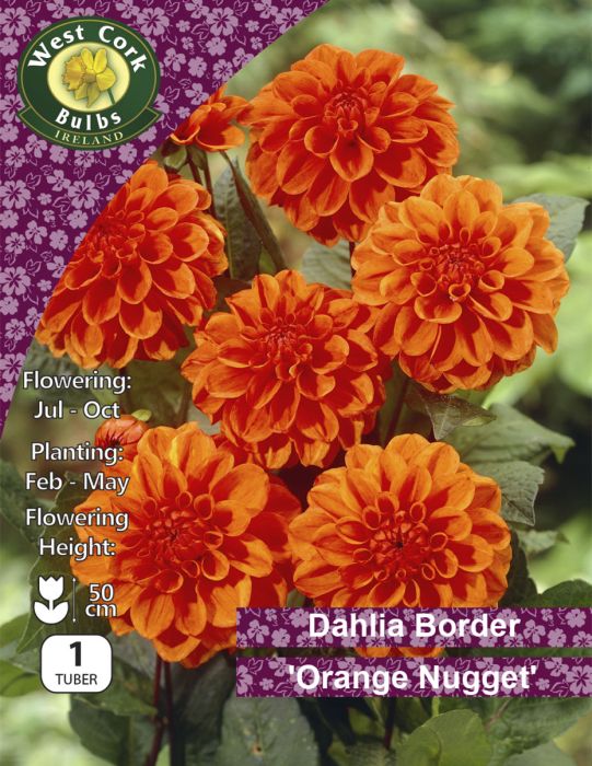 Picture of Dahlia Decorative Orange Nugget DDONPP