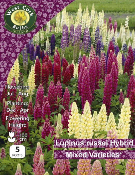 Picture of Lupinus Russel Hybrids Mixed LUMPP