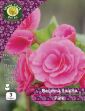 Picture of Begonia Double Pink BDPPP