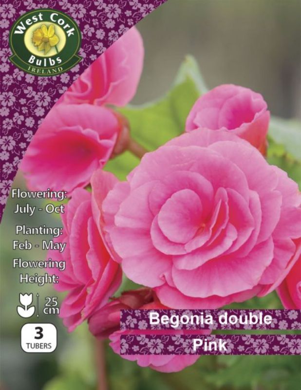 Topline Doyles.Begonia Double Pink BDPPP